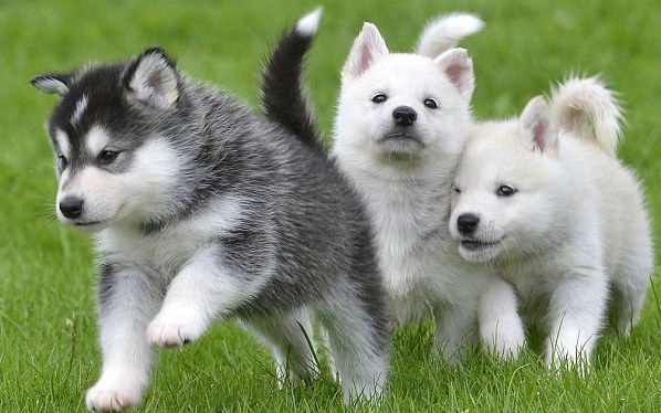 husky type dogs