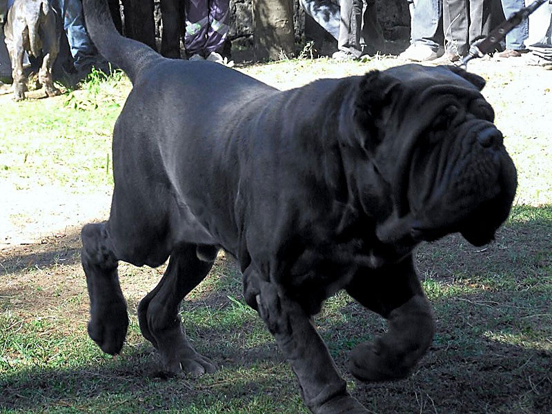 what types of mastiff breeds are there