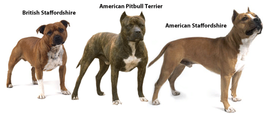 types of pitbulls