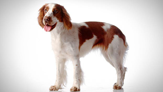 types of spaniels