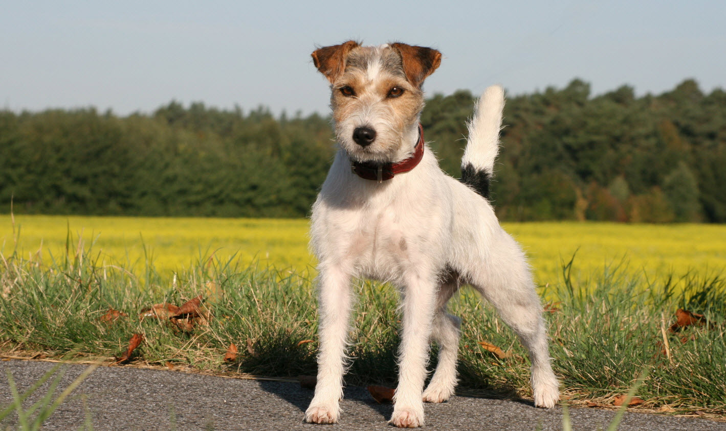 types of terrier dogs