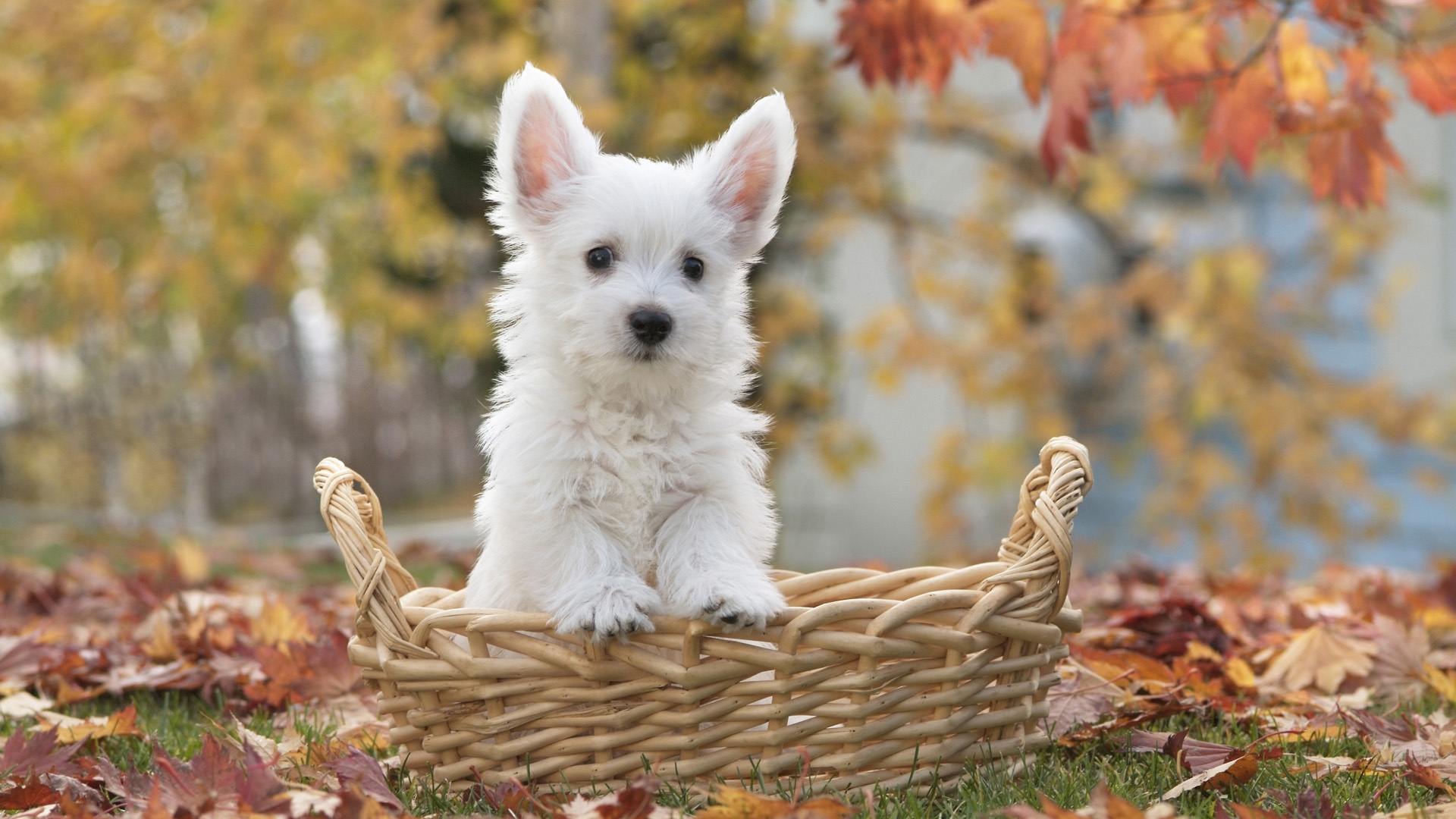 types of small terriers