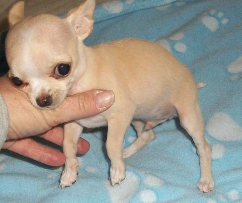 Chihuahua Puppy For Adoption – Buy/Sell Puppies In India