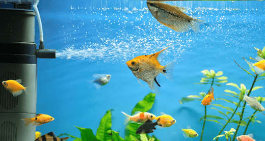 7 Fish Tank Accessories Every Aquarist Should Own - Blog Petsworld 7 Fish Tank Accessories Every Aquarist Should Own - Blog Petsworld