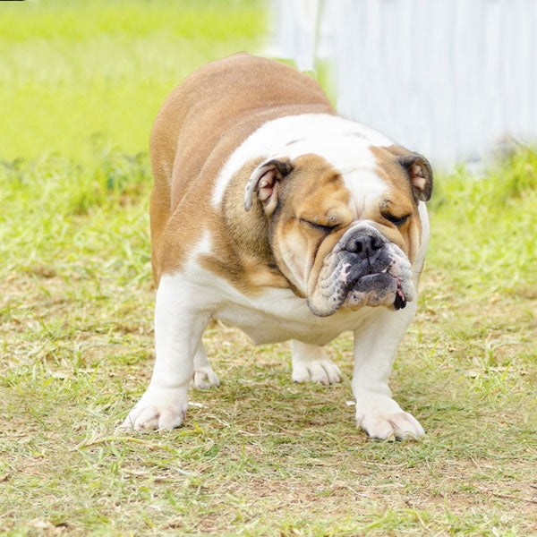 Reasons for Dog Constipation and How to Cure It