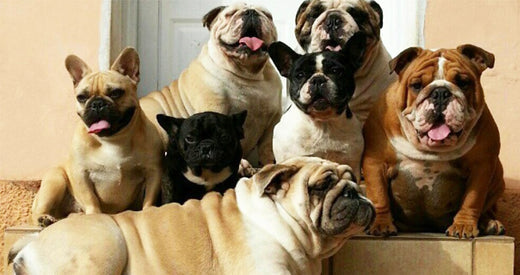 how much to feed english bulldog puppy