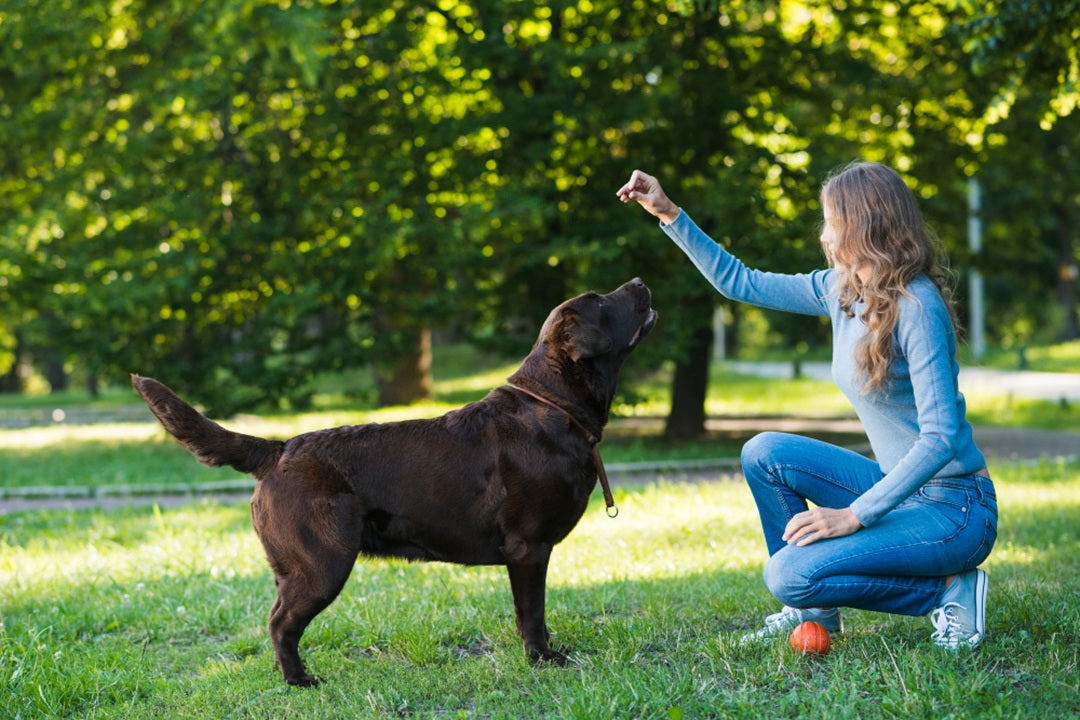 The Best Training Treats to Reward Good Behavior