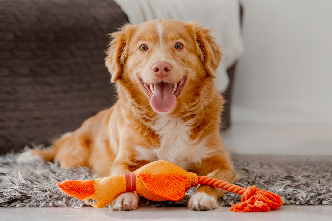 Chew Toys vs Rope Toys