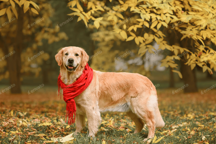 7 Dog Breeds That Are Easily Trainable