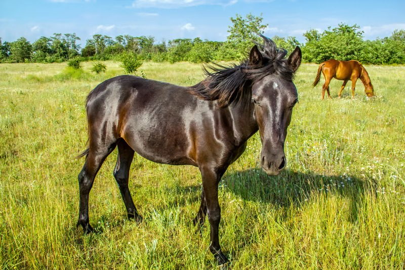 The Role Of Supplements In Equine Nutrition: When Are They Needed?