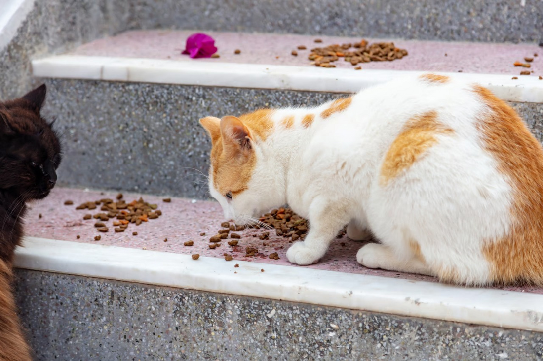 Food For Indian Stray Cats