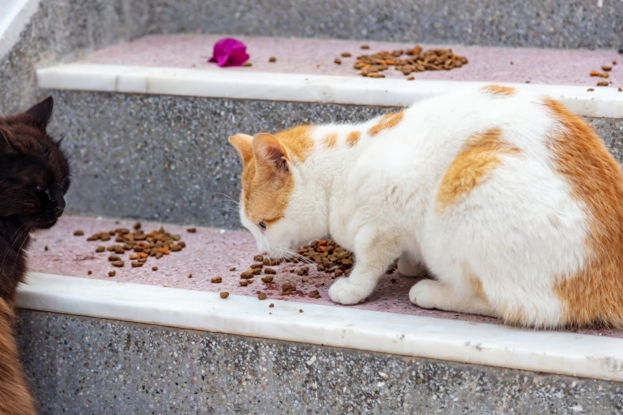 Food For Indian Stray Cats