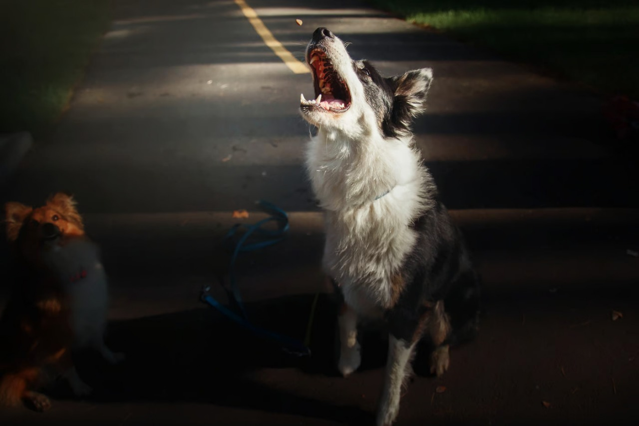 7 Reasons Why Street Dogs Bark at Night