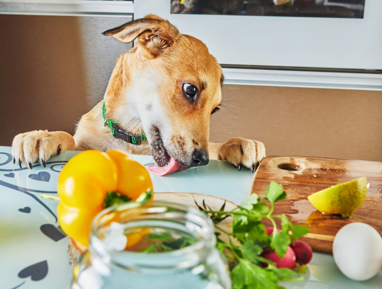 What Should Dogs Eat? A Simple Guide to Dog Nutrition