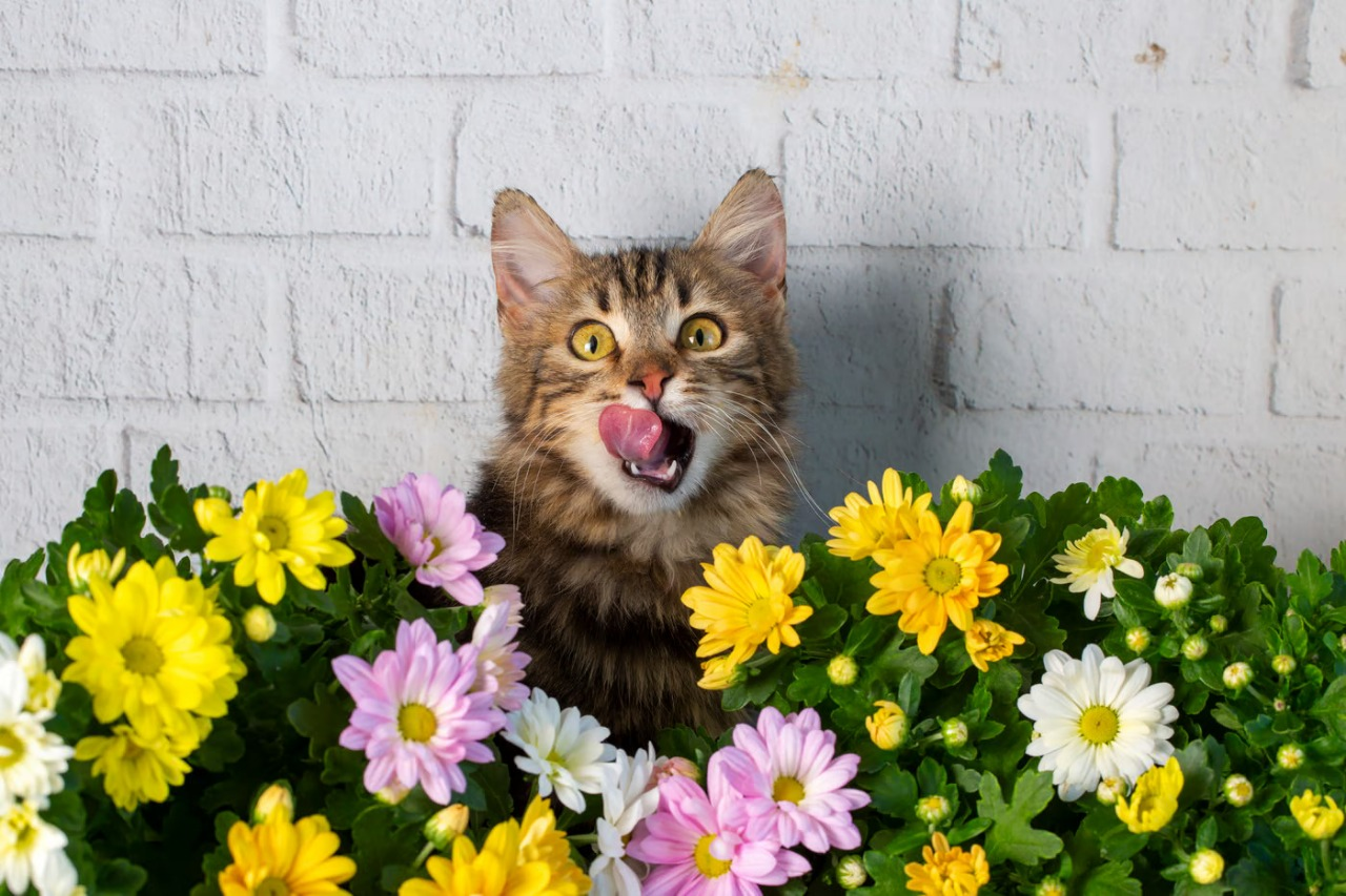 The Curious Life of Cat, when you are not home