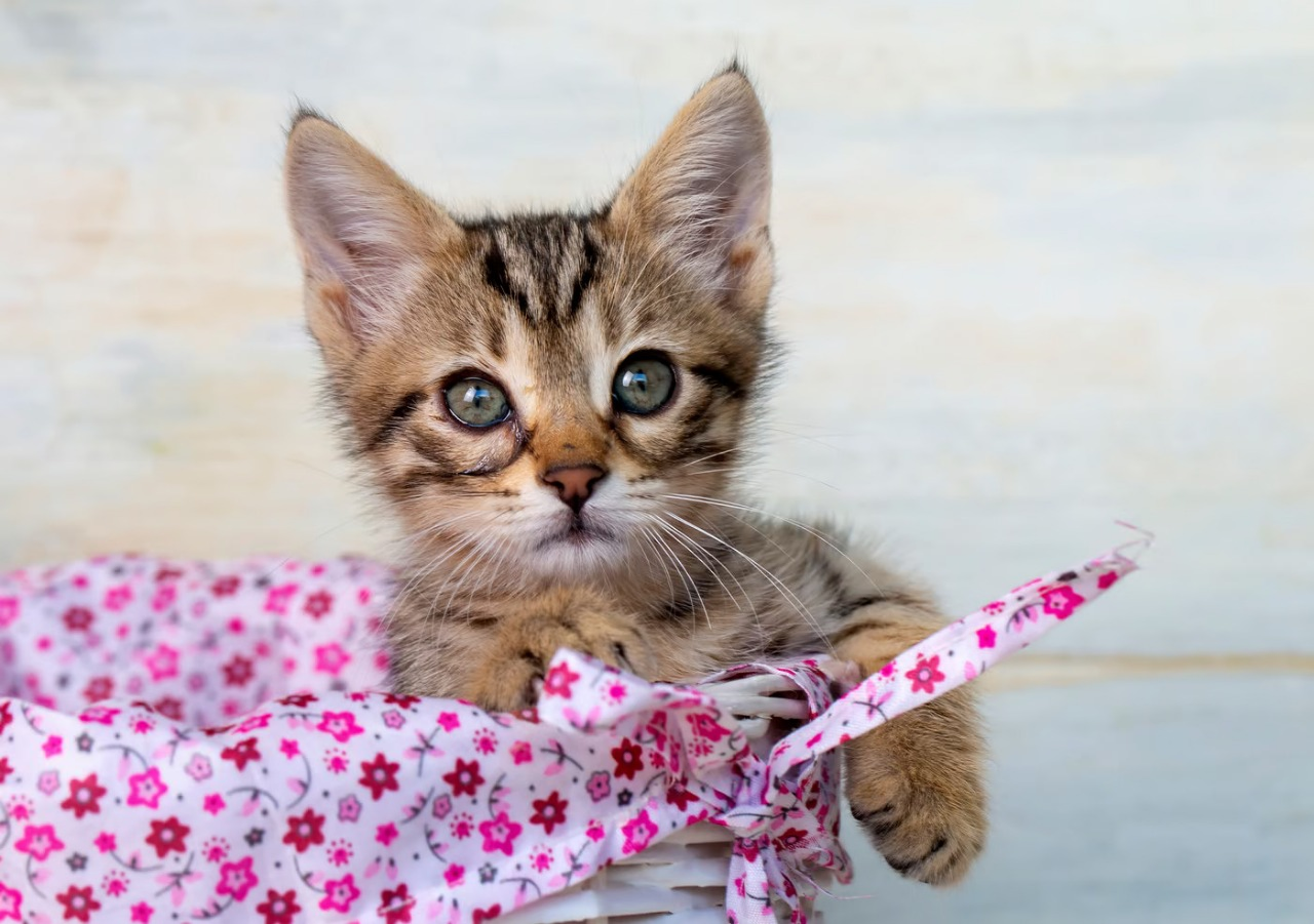 11 Ways To Make Your Cat Happy