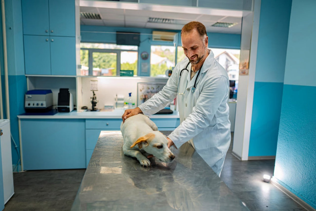 Parvo in Dogs: Symptoms, Diagnosis & How to Prevent It