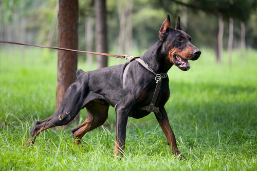 15 Popular Indian Dog Breeds and Their Average Lifespan
