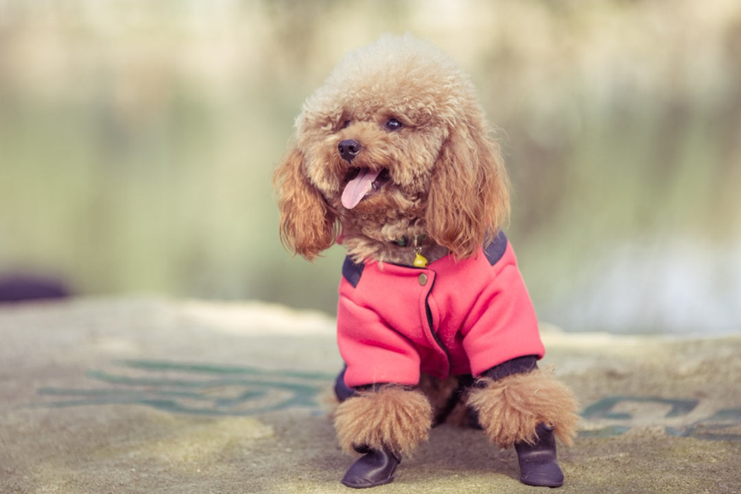 Dog Clothing and Shoes: Practicality vs. Fashion