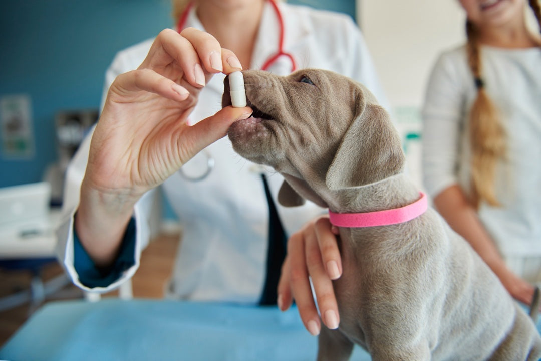 The Ultimate Guide to Choosing the Right Dog Supplement