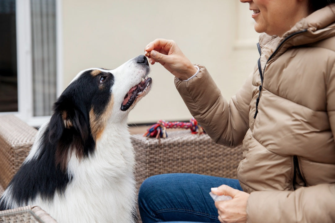 Common Myths About Dog Vitamins Busted