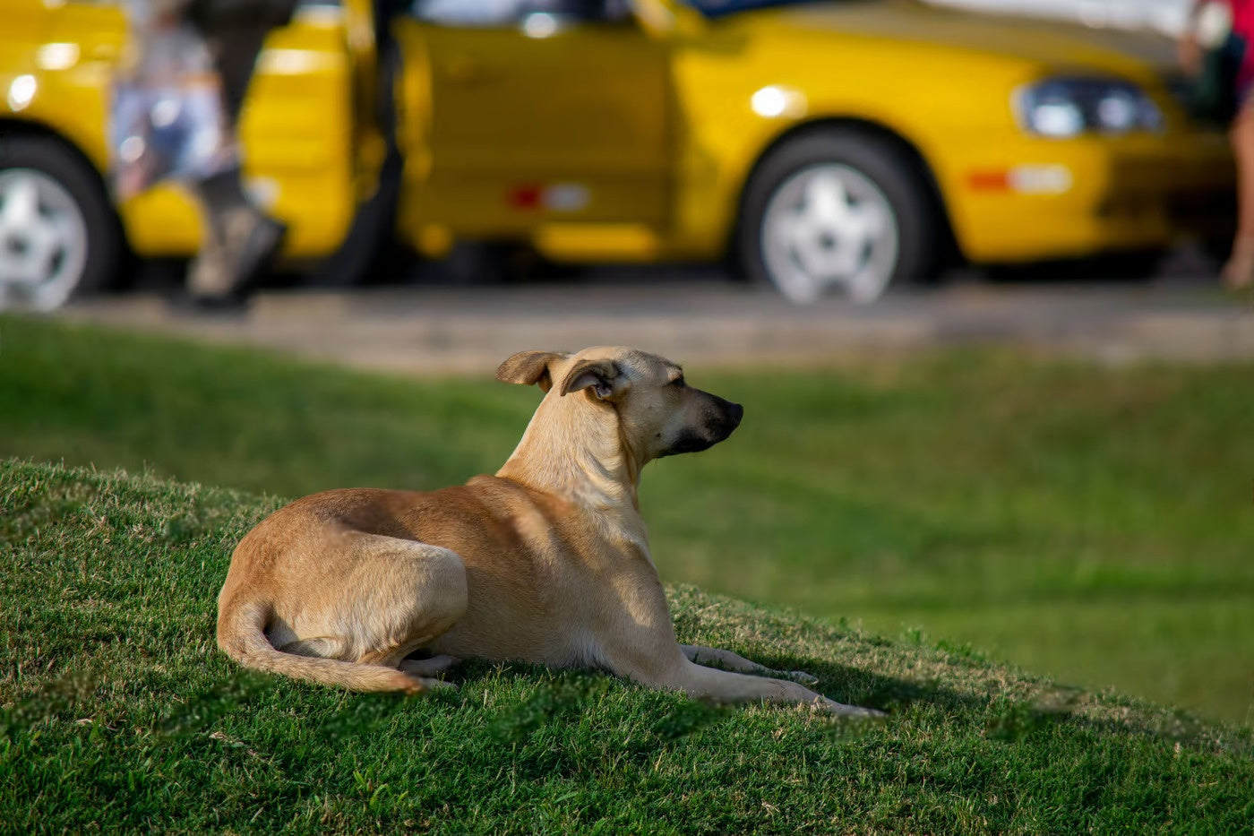 Dogs in India Can Hail Cabs Thanks To Awesome Husband-Wife Duo’s PETXI