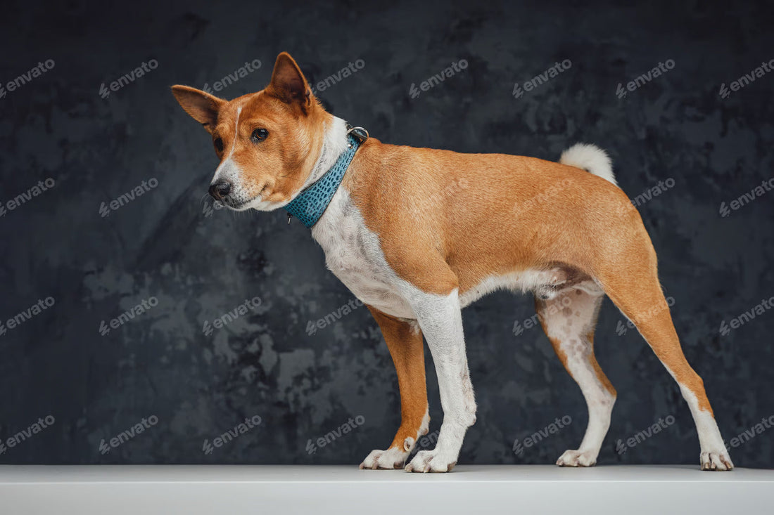 Dog Breeds for Hot Climate