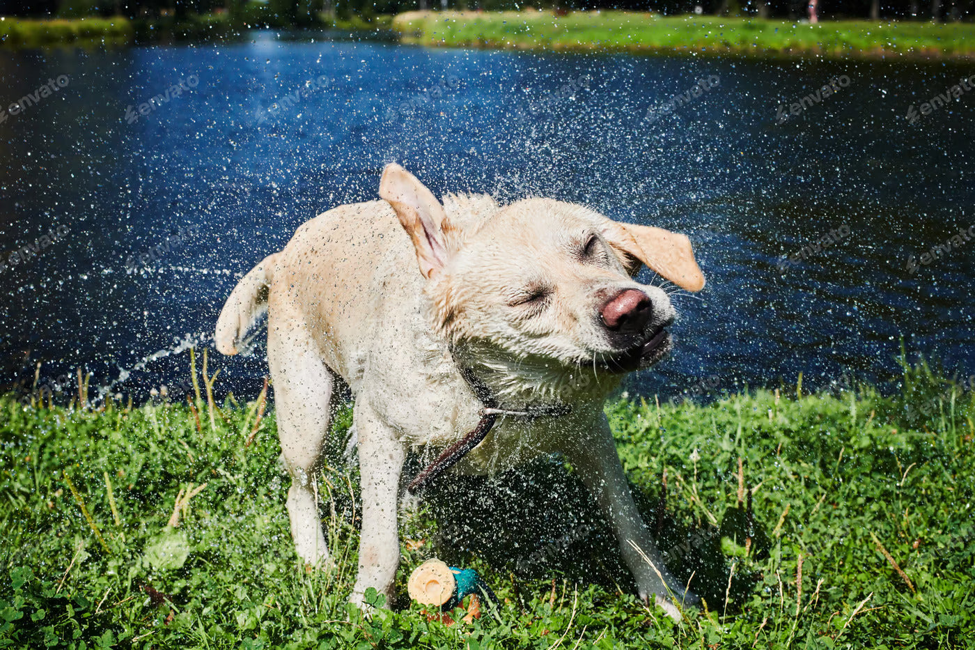 7 Tips to Protect Your Dogs From Summer Heat
