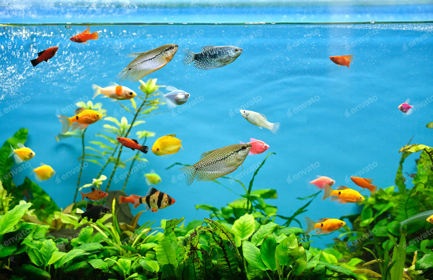 How to Maintain a Freshwater Aquarium