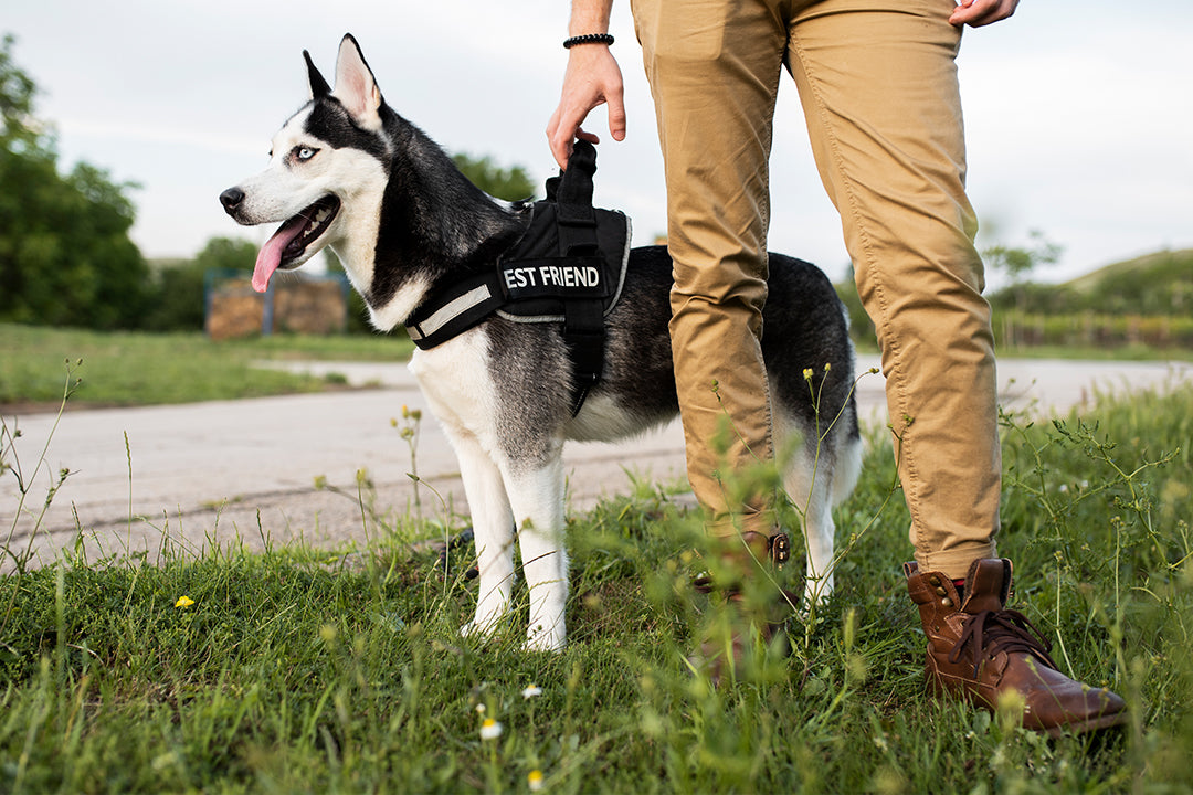 Harness Safety Tips