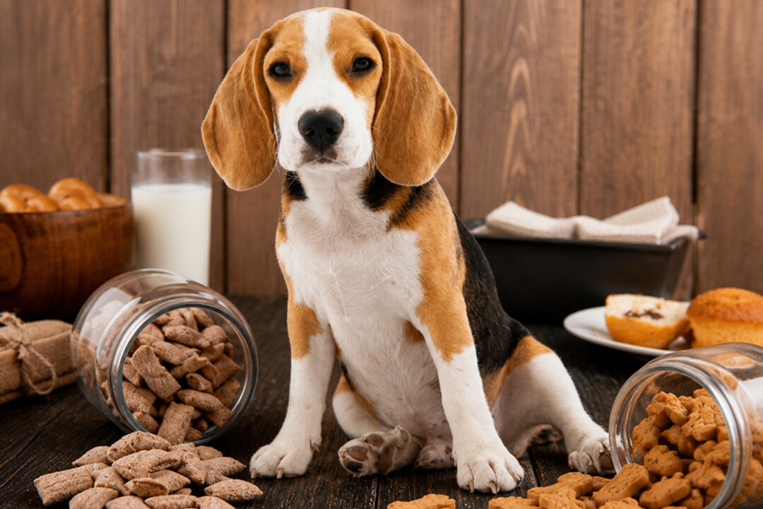 Homemade Dog Treats vs Store-Bought: Pros and Cons
