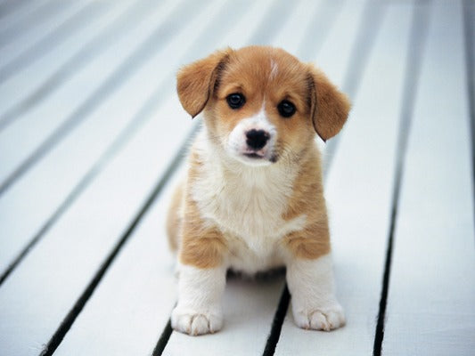 How To Make Your Puppy Gain Weight?