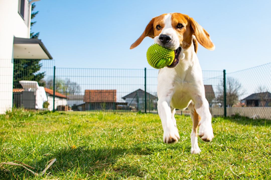 How to Choose the Right Ball for Your Dog's Size A Complete Guide