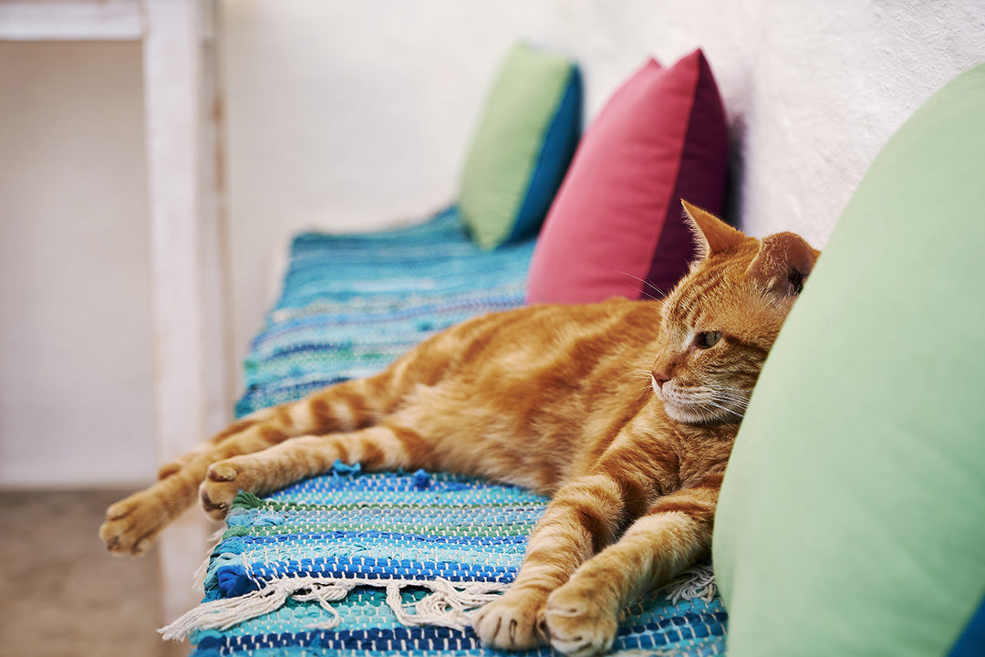 Indoor Enrichment for Apartment Cats