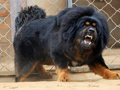 List of Dog Breeds Most Likely to Attack