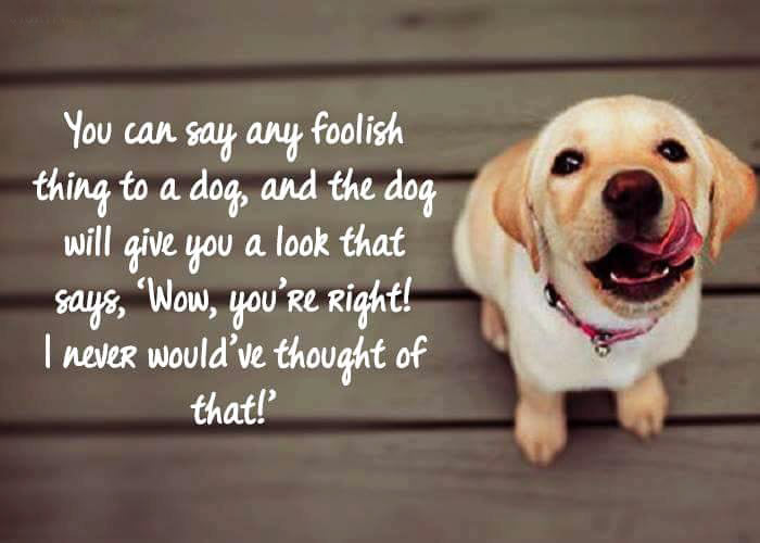 12 #LifeHacker Dog Quotes to turn you into a wiser person
