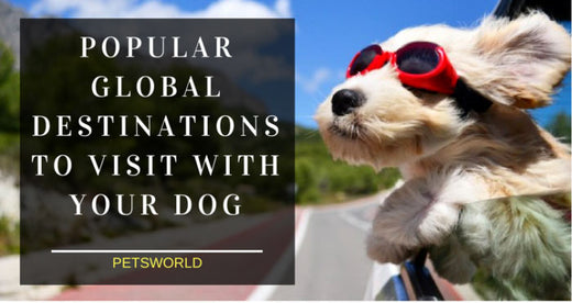 5 Popular Global Destinations to Visit with Your Dog