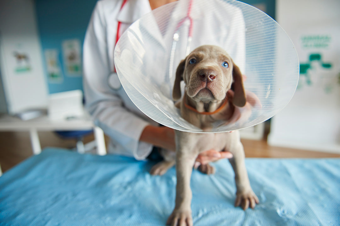 Post-Surgical Recovery Kits for Dogs: What You Actually Need