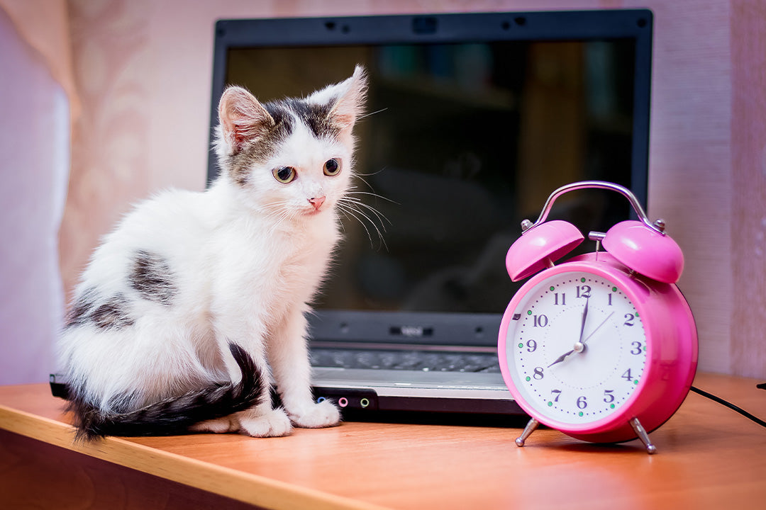Preparing for a Kitten The First 72 Hours Checklist