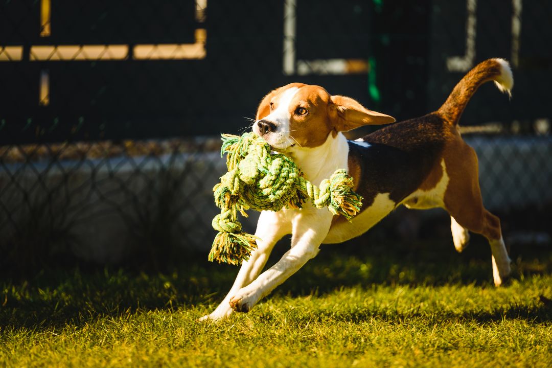 Rope Toys for Dental Health: Are They Effective?