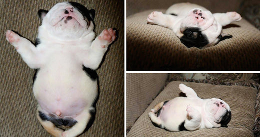 Meet Special Boy Bonsai, The Dog with Two Legs  Petsworld