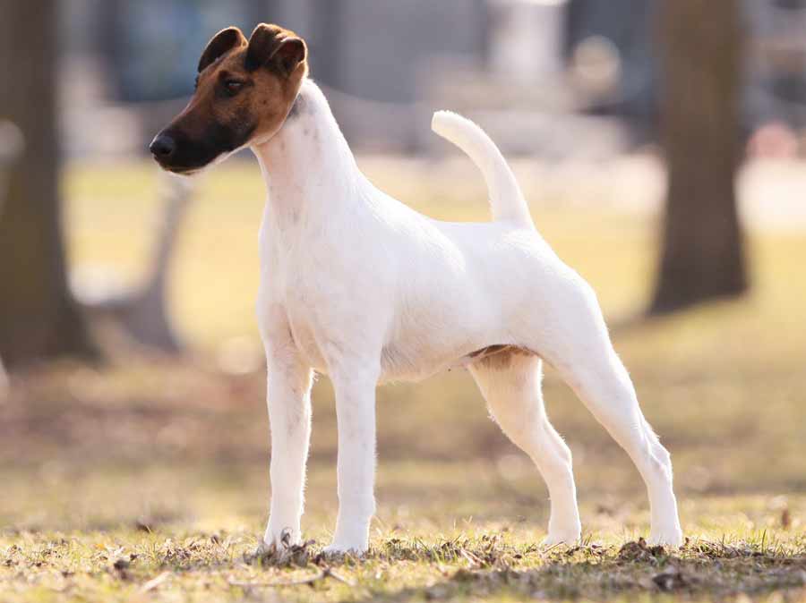 Smooth Fox Terrier – Dog Breed Information