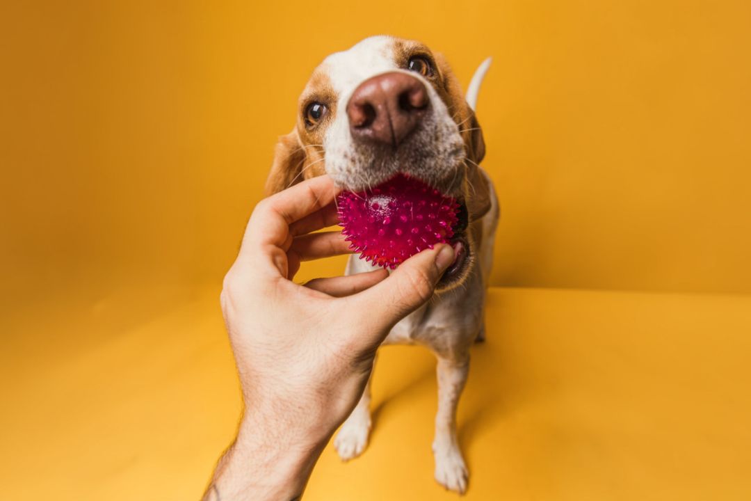 Squeaky Toys: Why Dogs Love Them So Much