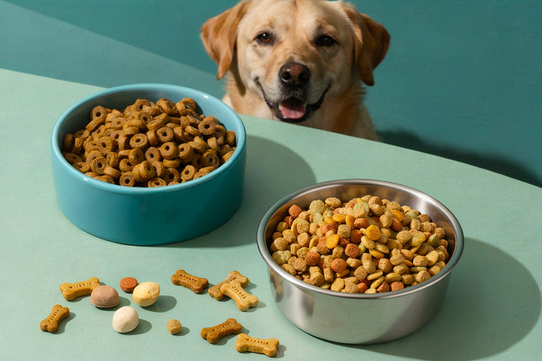 Stainless Steel vs Plastic Dog Bowls