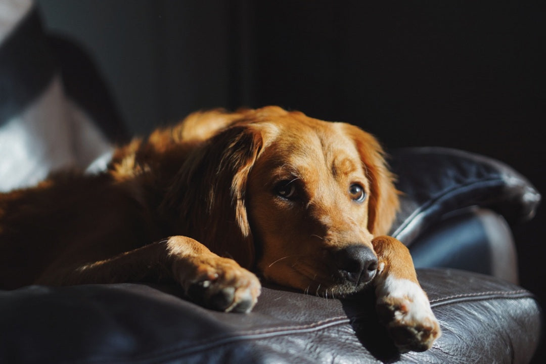 The Role of Chews in Managing Dog Anxiety