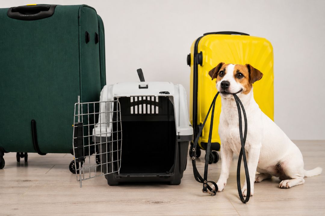 Top Safety Gear for Traveling with Large vs. Small Dogs