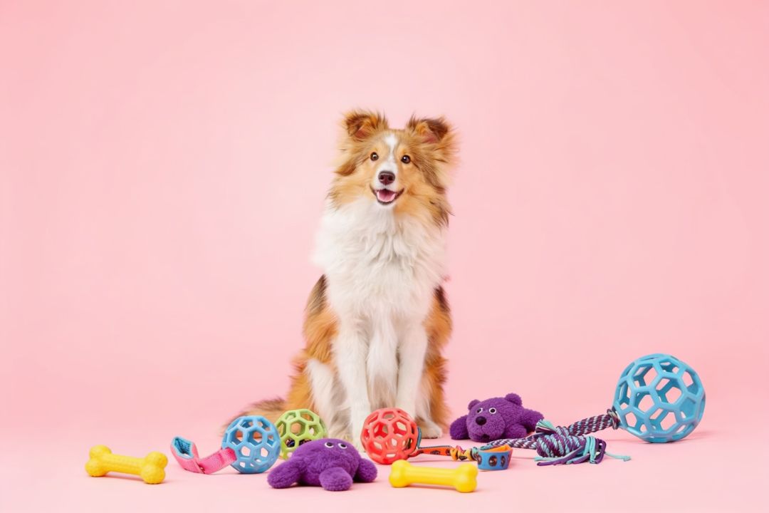 Toy Safety: What Materials Should You Avoid in Pet Toys?