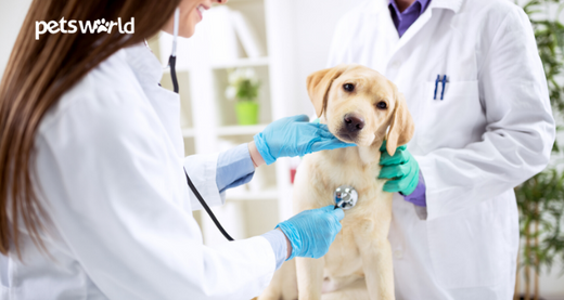 Vet Appointments During The Pandemic: 6 Things To Know