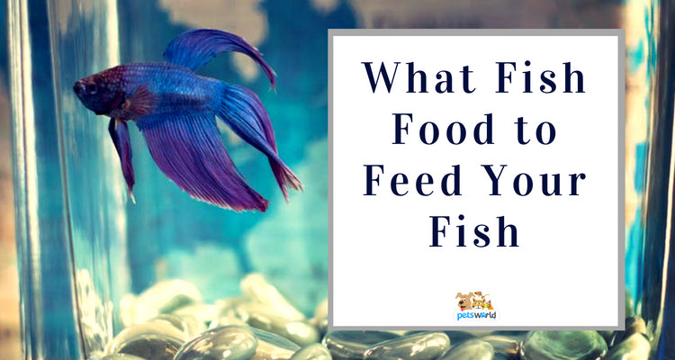 What Fish Food to Feed Your Fish?