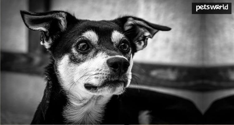 6 Best Reasons Why You Should Adopt a Stray Dog